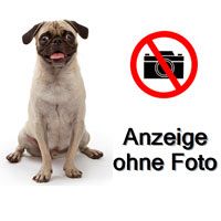 Mops Deckrüde gesucht