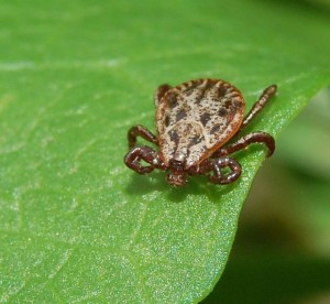 Auwaldzecke Babesiose Hundemalaria