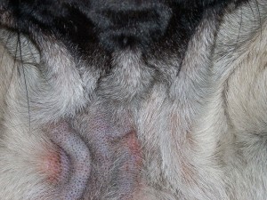 Demodikose beim Mops
