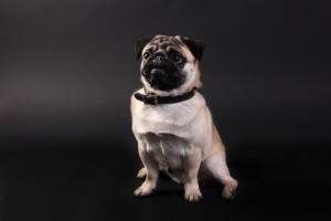Hundeerziehung Mops Sitz
