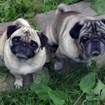Mops Erziehung Geduld