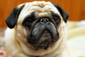 Mops = Mopperer?