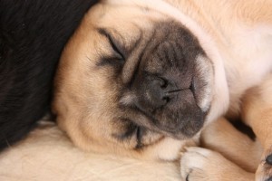Mops Baby