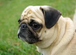 Brachycephale Syndrom beim Mops