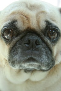 Mops Erziehung Konsequenz und Disziplin