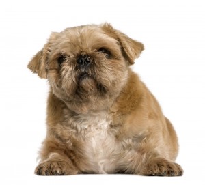 Shih Tzu Mops Mischling