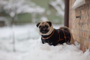 Mops Steckbrief, Mops Eigenschaften, Typisch Mops