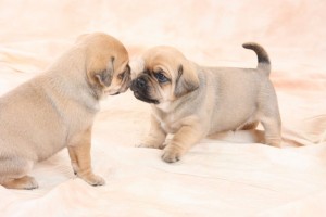Mops stubenrein bekommen.