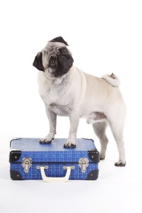 Mops in den Urlaub mitnehmen