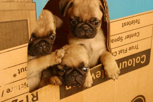 Spezielles Welpenfutter Mops