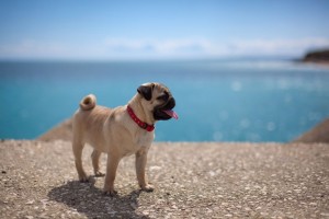 Mops auf Reisen