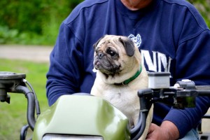 Auf dem Fahrrade in den Fahrrad Hundekorb