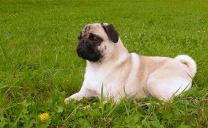 Zeckengefahr im Sommer Mops