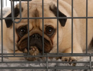 Mops in Not