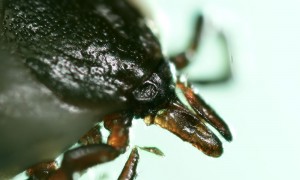 Borreliose wird durch den gemeinen Holzbock (Zecke) übertragen