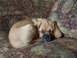 Puggle Mops Mischling