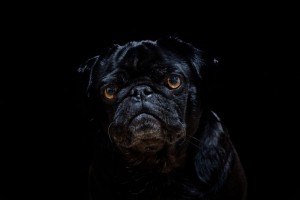 Schwarzer Mops