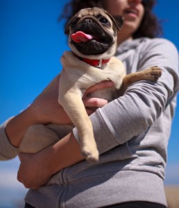 Urlaub mit Mops