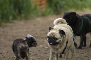 Verhalten Mops gegenüber anderen Hunden
