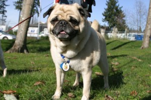 Mops aus Tierheim