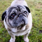 Mops im Tierheim