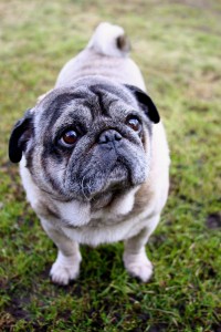 Mops im Tierheim