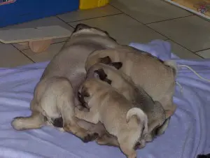Mops Welpen Züchter in Deutschland