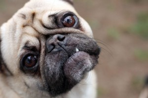 Tierheim Mops