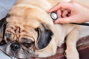 Mops Lebenserwartung verlängern: ein alternder Mops sollte regelmässig untersucht werden!