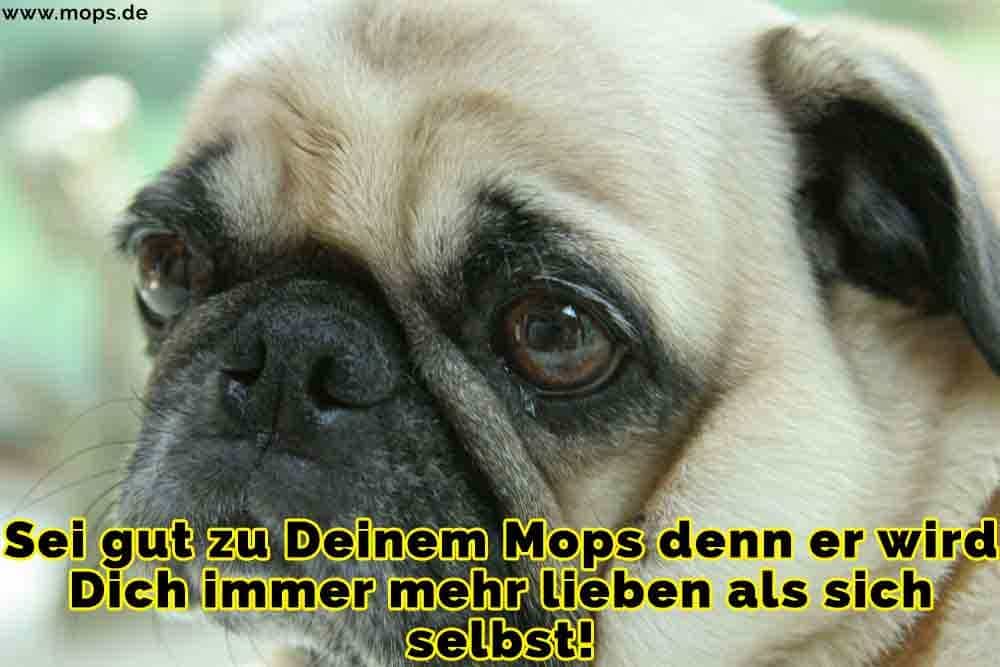 Mops Zitate Und Sprüche