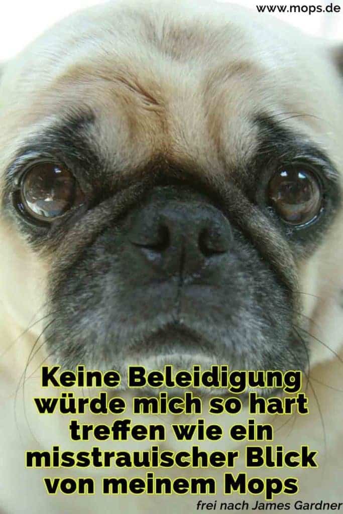 Mops Zitate und Sprüche Mops.de