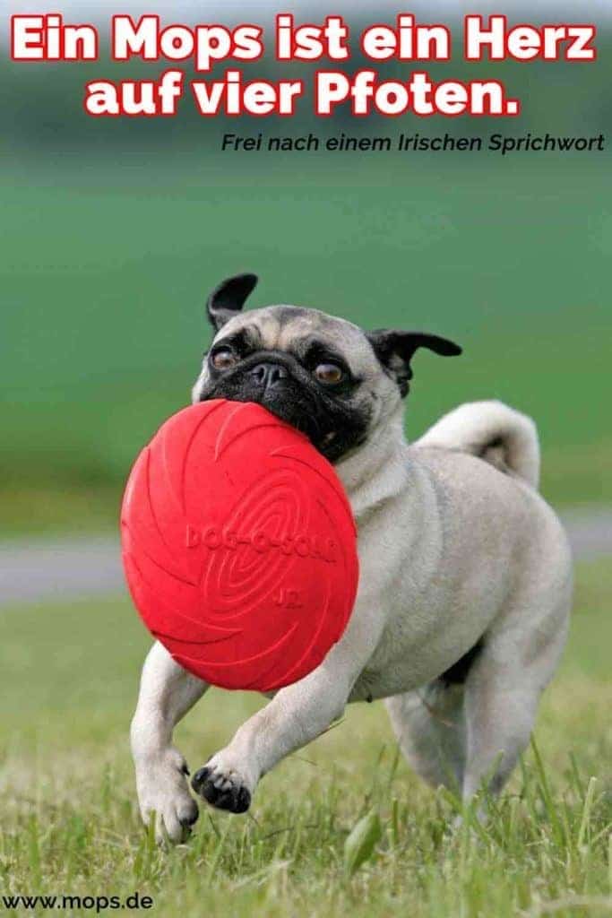 Mops Zitate und Sprüche Mops.de