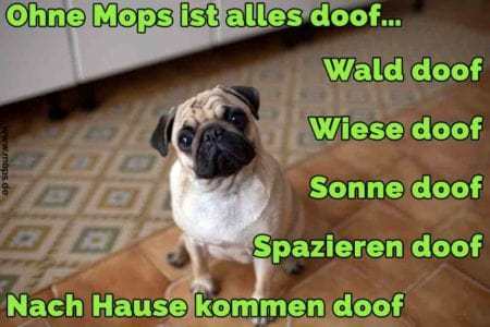 Mops Zitate und Sprüche Mops.de