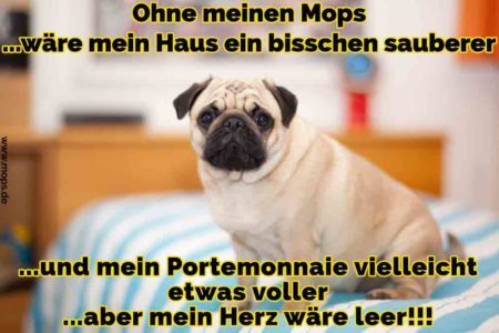 Mops Zitate und Sprüche Mops.de