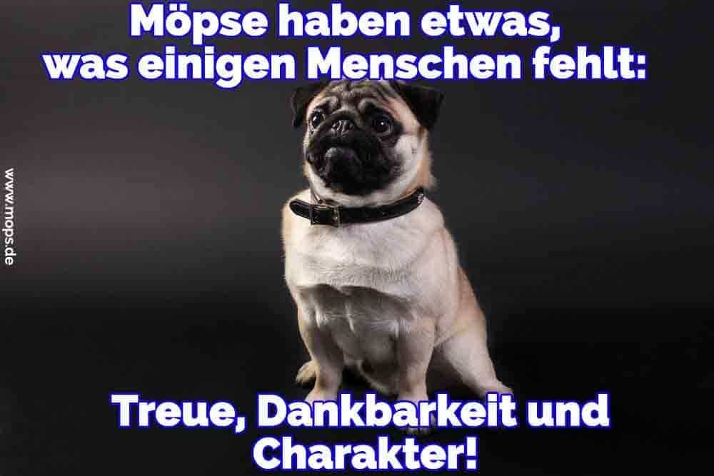 Mops Zitate Und Sprüche