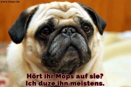 Mops Zitate und Sprüche Mops.de