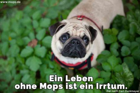 Mops Zitate und Sprüche Mops.de