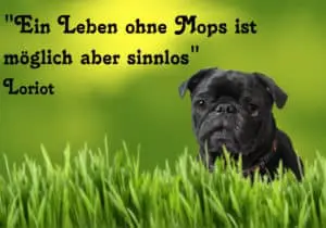 Ein Leben ohne Mops ist möglich aber sinnlos - Loriot