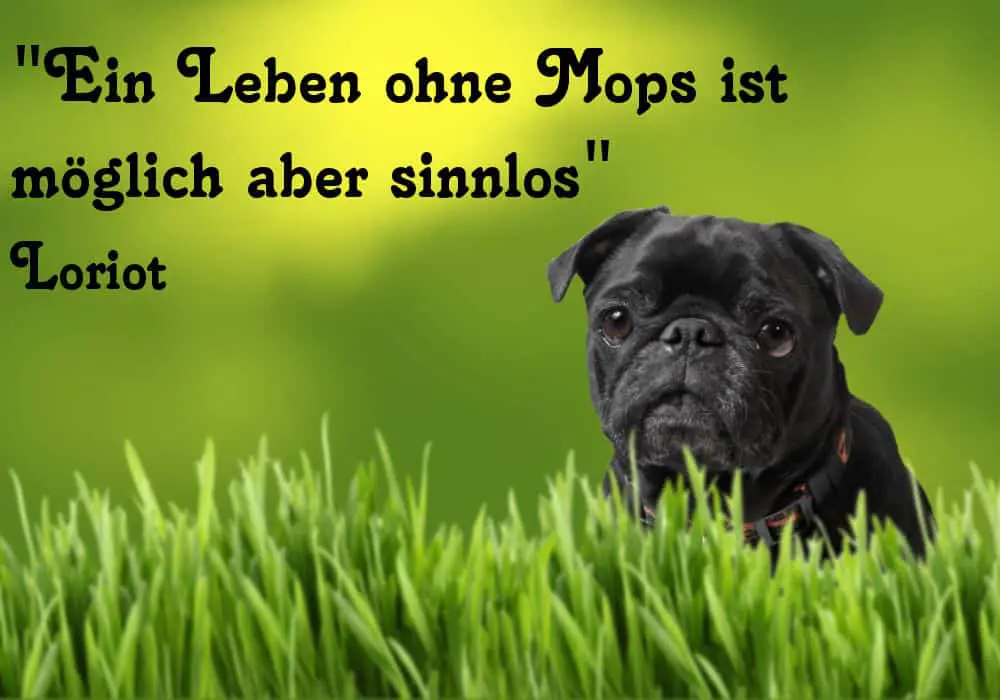 Loriot Mops Loriot Mops