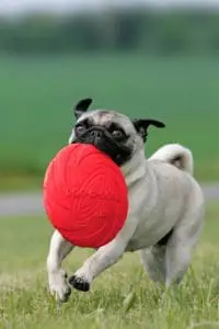 Mops beschäftigen