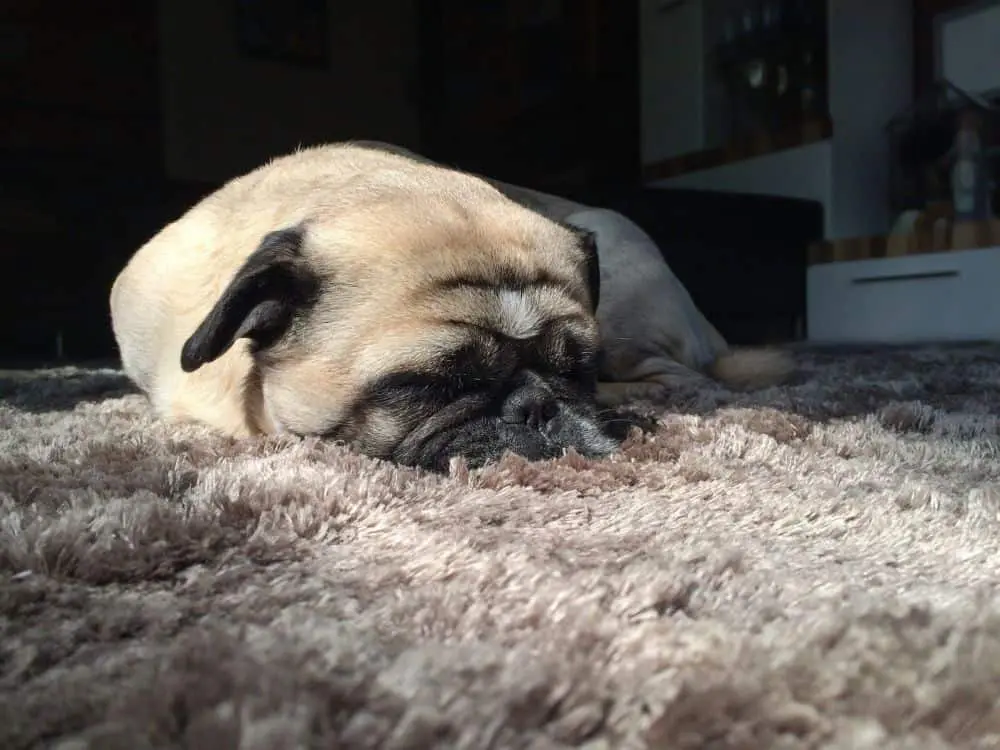 Wann muss ich mit meinem Mops zum Tierarzt?