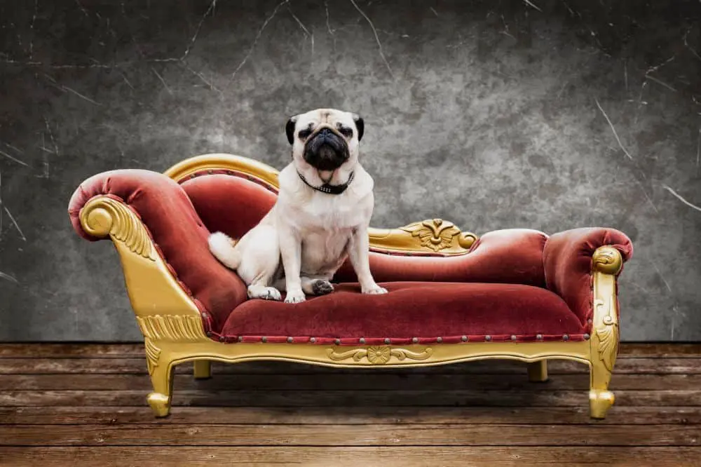 Mops sitzt auf dem Sofa