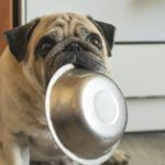 Mops BARFen - Mit viel Liebe und gesundem Futter!