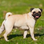 Ein Mops in der Farbei beige