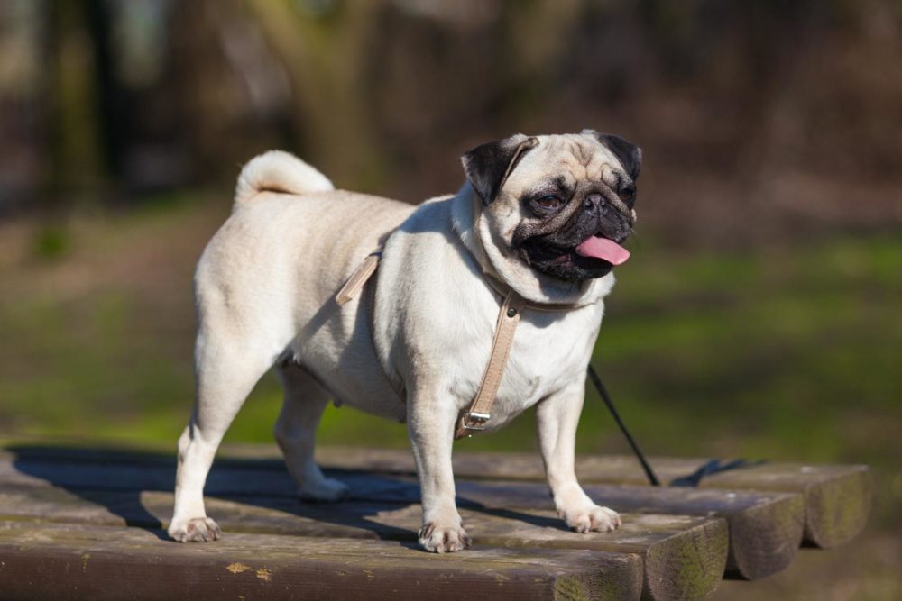Der Mops Mops.de
