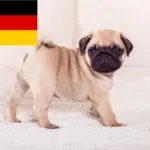 Mops Züchter in Deutschland