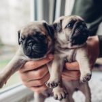 Wo finde ich seriöse Mops Züchter die mir gesunde Mops Welpen verkaufen?