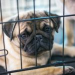 Mops in Not, aus dem Tierheim oder Tierschutz