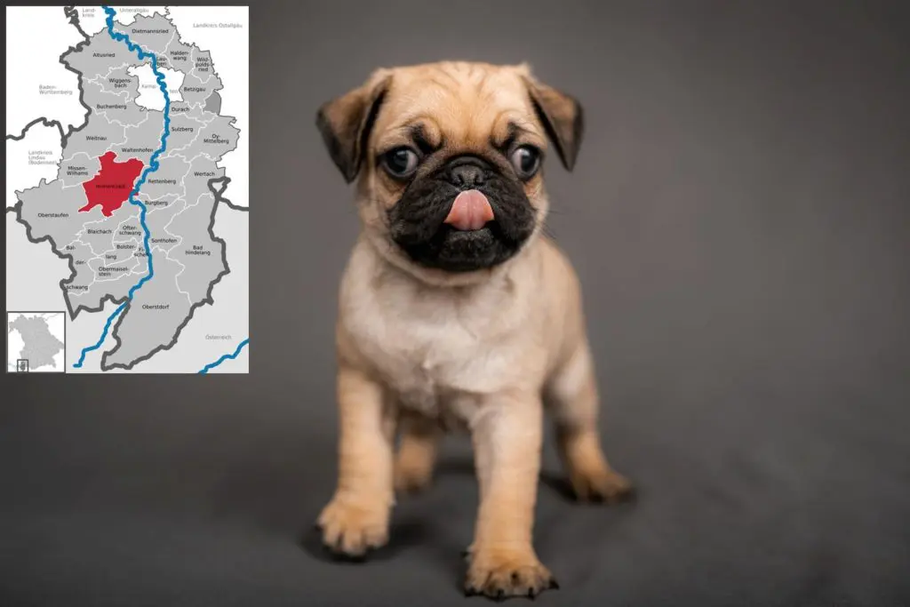Mops Züchter mit Welpen Allgäu, Bayern
