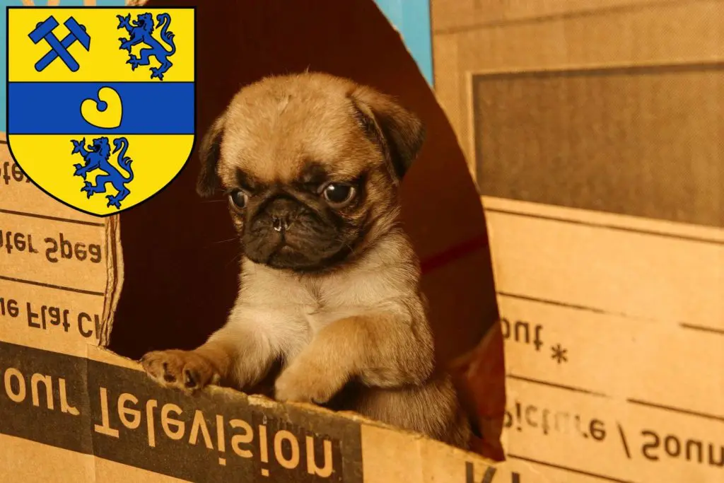 Mops Züchter mit Welpen Alsdorf, Nordrhein-Westfalen